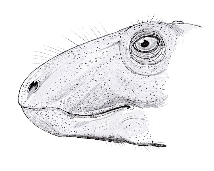 File:Raranimus dashankouensis (2).jpg