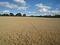 Ready for the harvest - geograph.org.uk - 2566600.jpg
