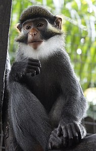 Red-Eared Guénon à CERCOPAN sanctuary.JPG