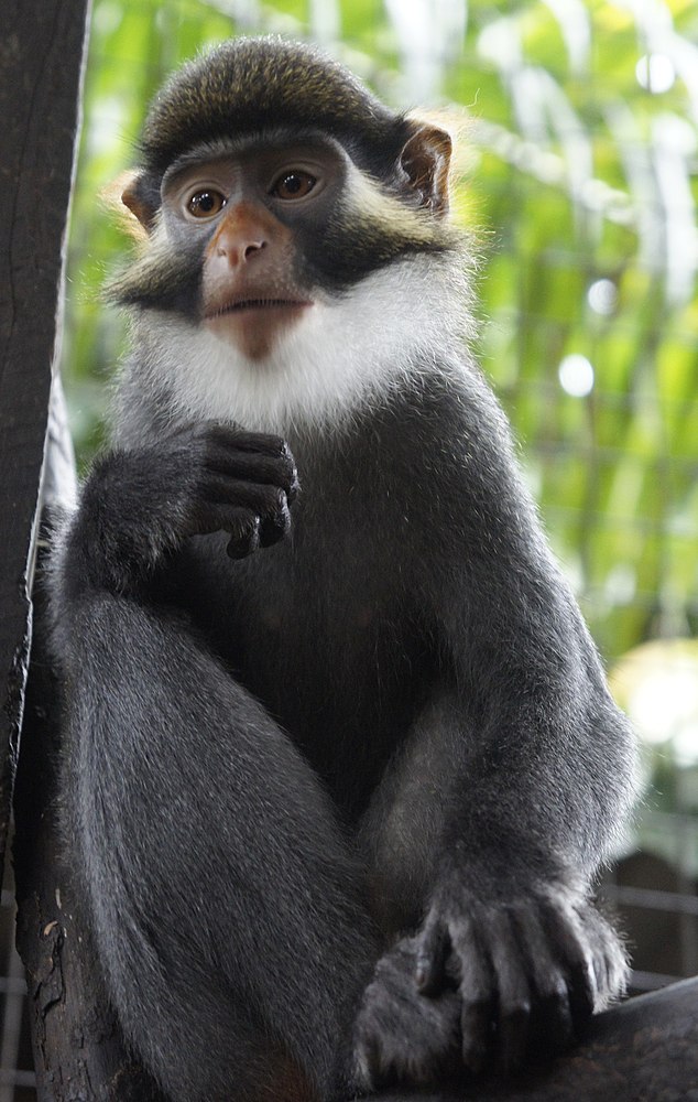 The average adult size of a Red-eared guenon is  (1' 6