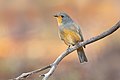 Red-lored whistler