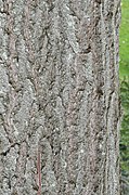 Detail of mature bark