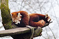 Red Panda (16732502600).jpg