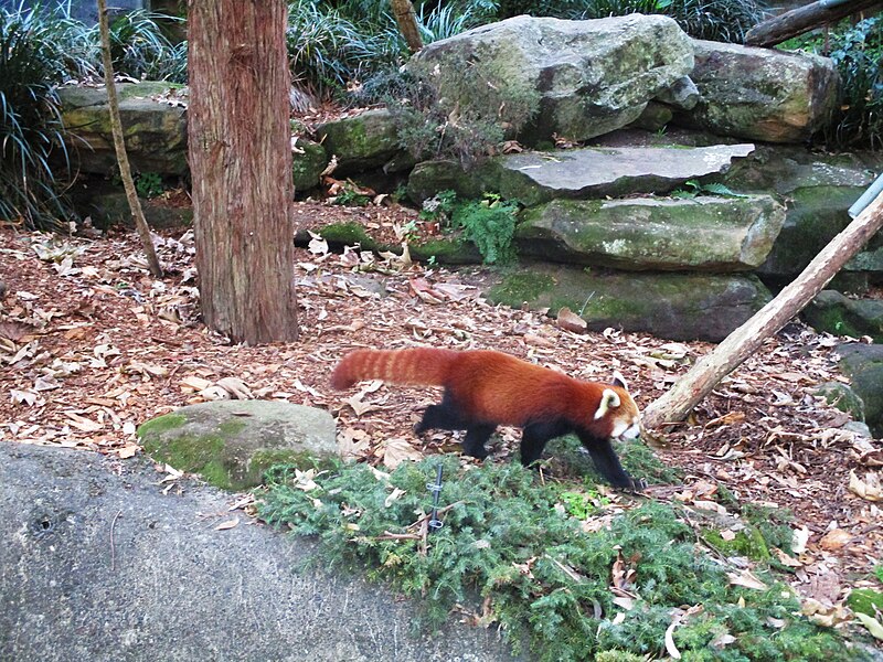 File:Red Panda in Taronga Zoo (1).jpg