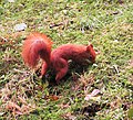 Red Squirrel Katowice.jpg