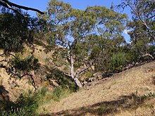 River red gum, native to the area
