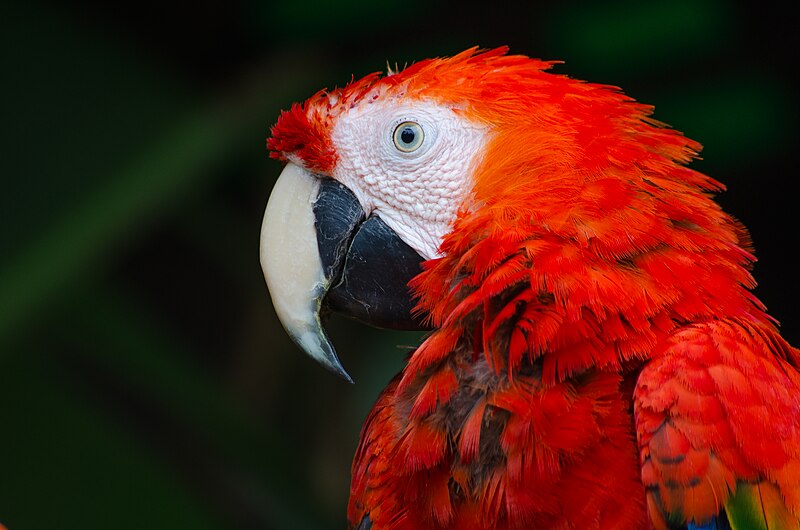 File:Red parrot (Unsplash).jpg