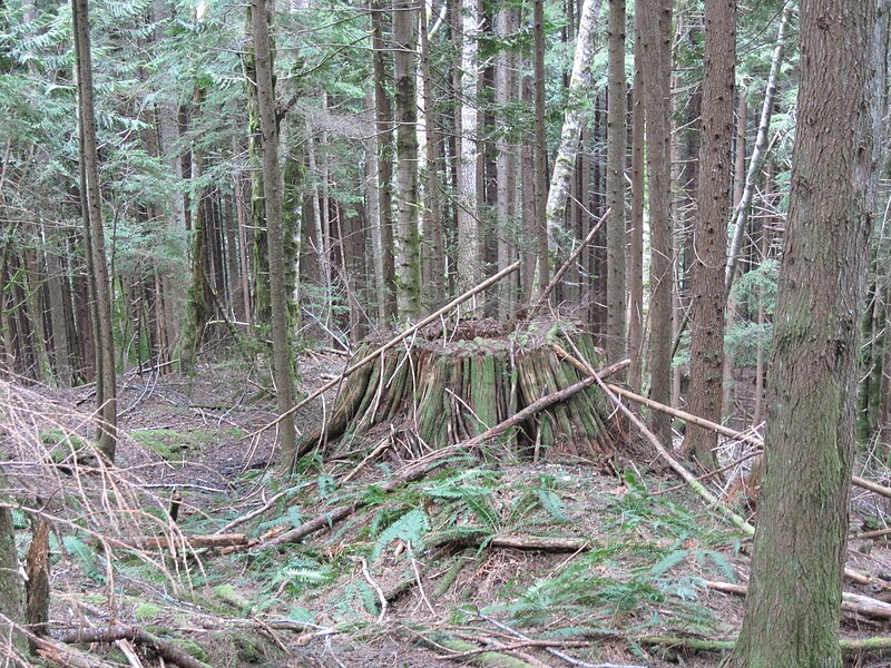 File:Regrowth - Mount Baker-Snoqualmie National Forest.JPG