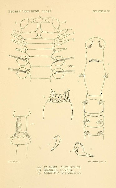 File:Report on the collections of natural history made in the Antarctic regions during the voyage of the "Southern Cross." (Plate XLVI) (8596941851).jpg