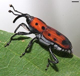 <i>Rhodobaenus quinquepunctatus</i> Species of beetle