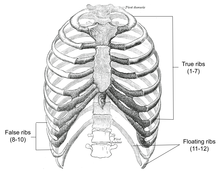 Anatomy of the rib cage Rib anatomy.png