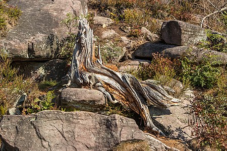 Root Hornisgrinde Germany