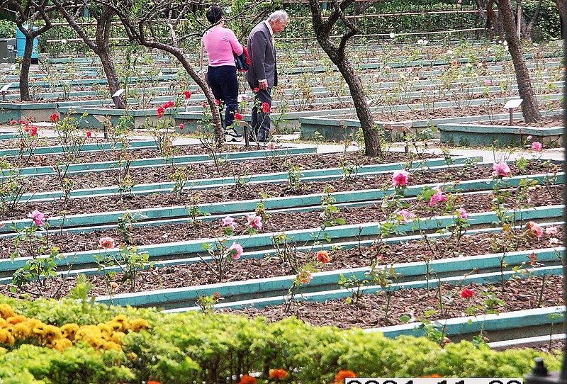 File:Rose Bed in Shilin Residence Park 士林官邸公園玫瑰花圃 - panoramio.jpg