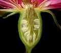 バラの花の断面: 花托筒中に複数の雌しべがあり、それぞれ痩果になる
