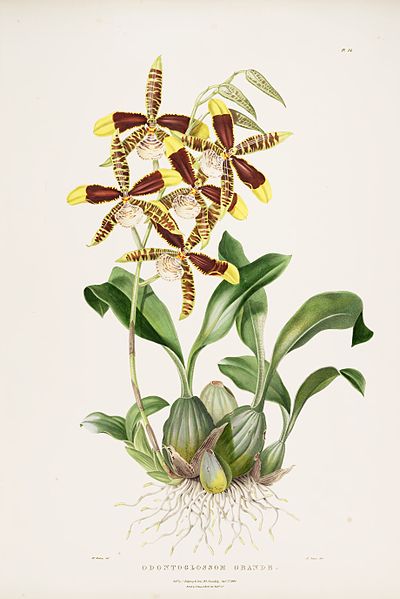 File:Rossioglossum grande (Odontoglossum grande)-Bateman Orch. Mex. Guat. pl. 24 (1840).jpg