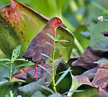 In Kolkata, West Bengal, India Ruddy-breasted Crake (Porzana fusca) in Kolkata I IMG 2675.jpg