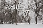 Thumbnail for File:Russian winter, Trees in snow, Rostov-on-Don, Russia.jpg