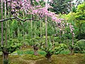 Jardins do Ryōan-ji