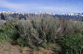 Sagebrush in Jackson Hole