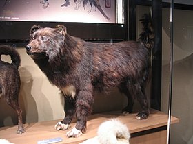 Sakhalin Husky Tokion kansallisessa luonnon- ja tiedemuseossa