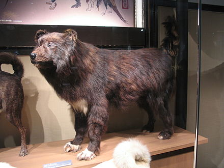 Stuffed Sakhalin Husky "Jiro" on display