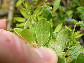 Lower surface of leaf Salix arbuscula Leaf lower surface.JPG
