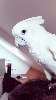 Solomons cockatoo species of bird