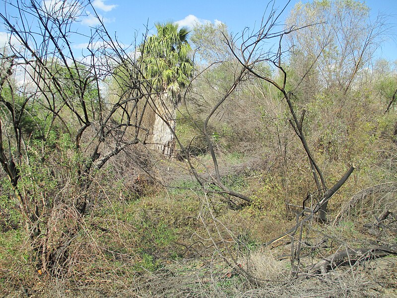 File:Santa Ana River Trail IMG 0024 (12598162823).jpg