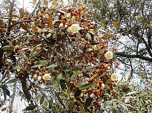 Sarcolaena oblongifolia