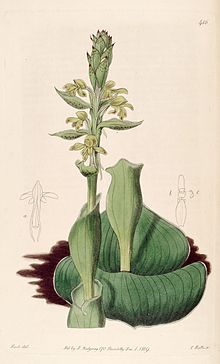 Satyrium bicorne (Satyrium cucullatum olarak) - Bot. Reg. 5 pl. 416 (1819) .jpg