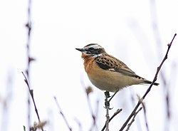 Lukstu čakstīte (Saxicola rubetra)