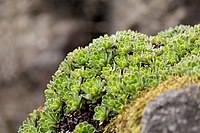 Saxifraga × urumoffii