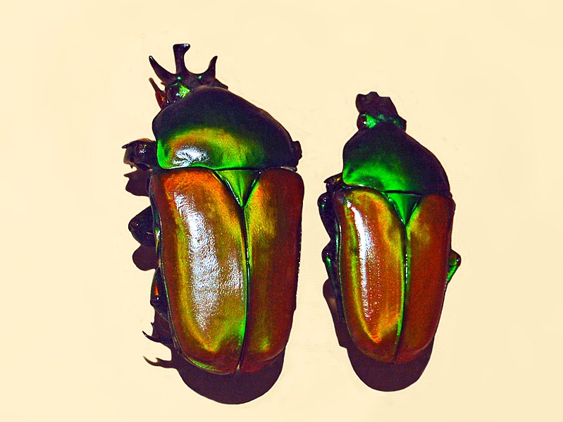 File:Scarabaeidae - Taurhina stanleyi.JPG