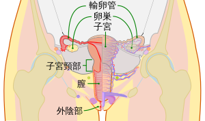 小学校理科 5学年 Wikibooks