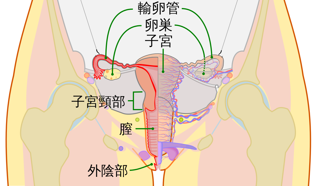 卵巣