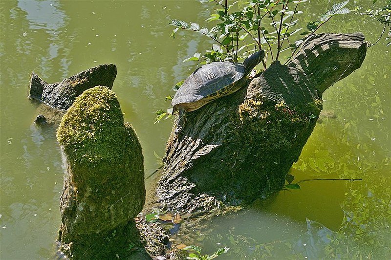 File:Schildkröte im Böllstrichsee - Bauschlott - panoramio.jpg