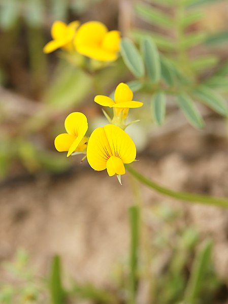 File:Scorpiurus muricatus (flowers).jpg