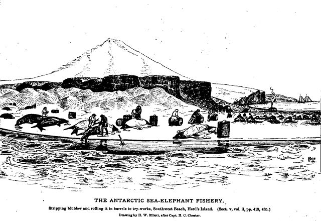 Processing elephant seals on Heard Island – a 19th-century scene