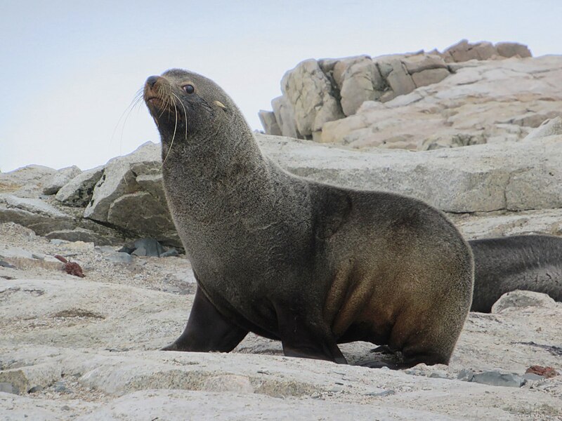 File:Sea Lion (52324894270).jpg