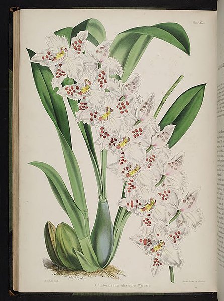 File:Select orchidaceous plants. (Second series) (Plate XXIII) BHL269676.jpg