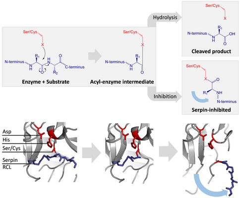 Serpin mechanism.png