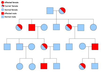 An example pedigree chart of a sex-linked disorder (the gene is on the X chromosome)