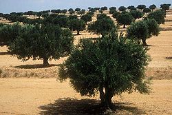 מטעי זיתים במחוז ספקס