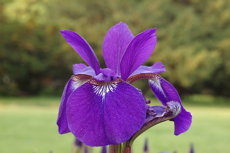 File:Siberian Iris Iris sibirica Flower Petal Closeup 3008px.jpg