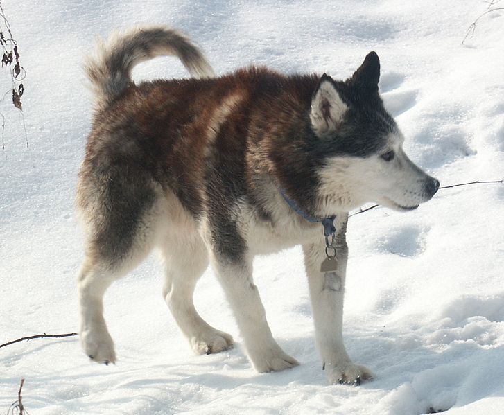 File:Sibirischer Husky (Doug).jpg