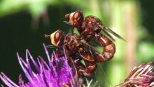 File: Sicus ferrugineus Copula.ogv