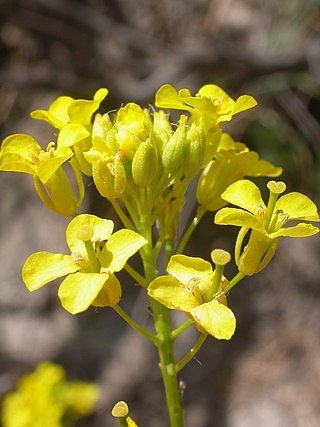 <i>Sisymbrium loeselii</i> Species of flowering plant
