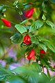 Sleeping Hibiscus (Malvaviscus penduliflorus).