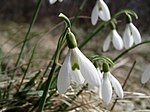 Snödroppe (Galanthus nivalis)