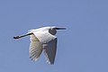 * Nomination Snowy egret (Egretta thula) --Charlesjsharp 08:25, 20 April 2023 (UTC) * Promotion  Support Good quality. --Ermell 20:57, 20 April 2023 (UTC)